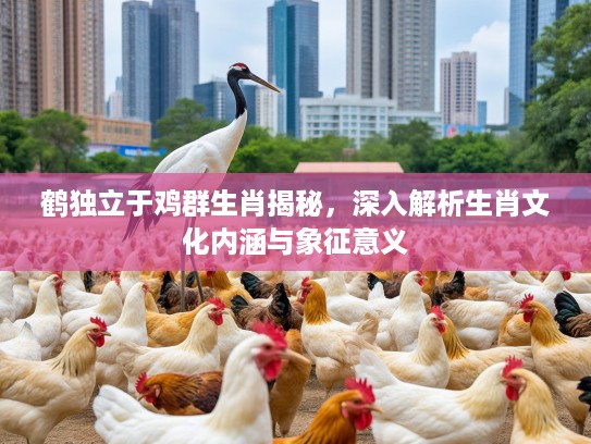 鹤独立于鸡群生肖揭秘，深入解析生肖文化内涵与象征意义