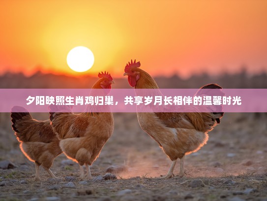 夕阳映照生肖鸡归巢，共享岁月长相伴的温馨时光